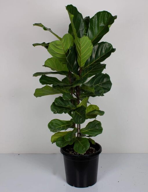 Fiddle-leaf-fig-plant