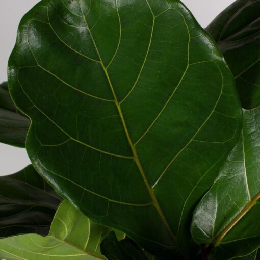 Fiddle-leaf-fig-plant-leaf
