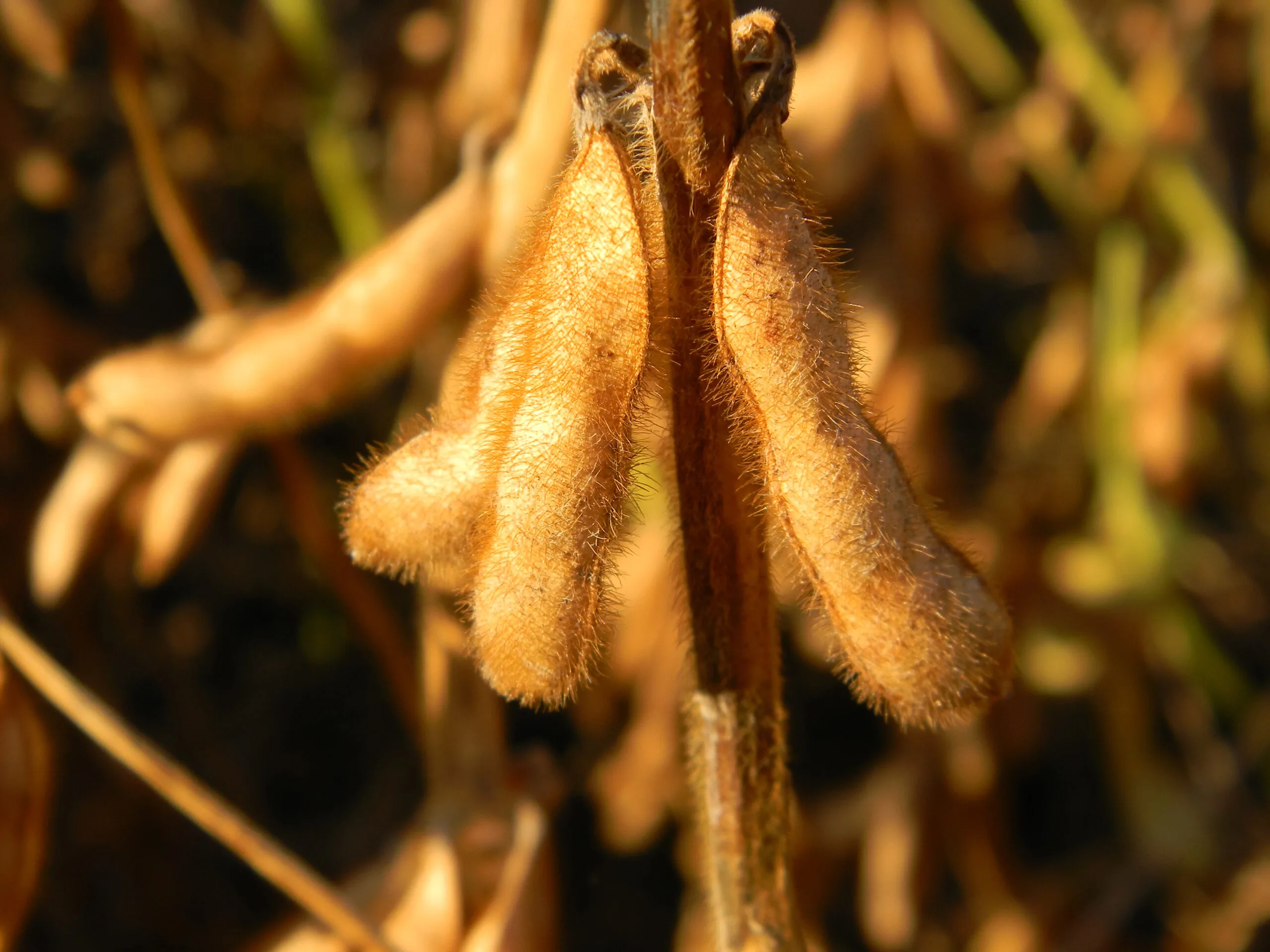 Soybean Farm Fertilizer